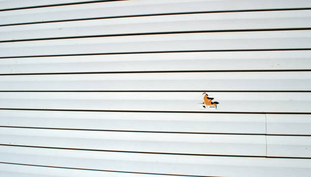Best Engineered Wood Siding  in Lodi, NJ